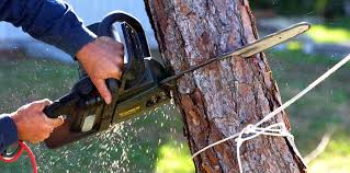 Best Hazardous Tree Removal  in Goose Creek Village, VA